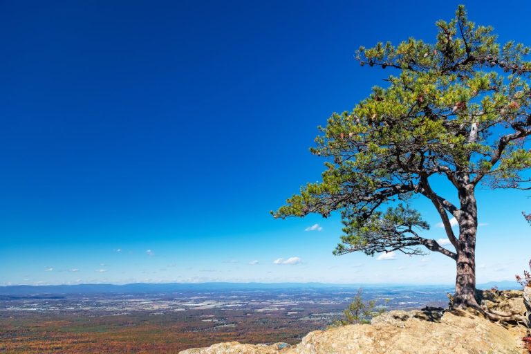 Baum steht stabil in weiter Landschaft – Symbol für innere Stabilität und Resilienz