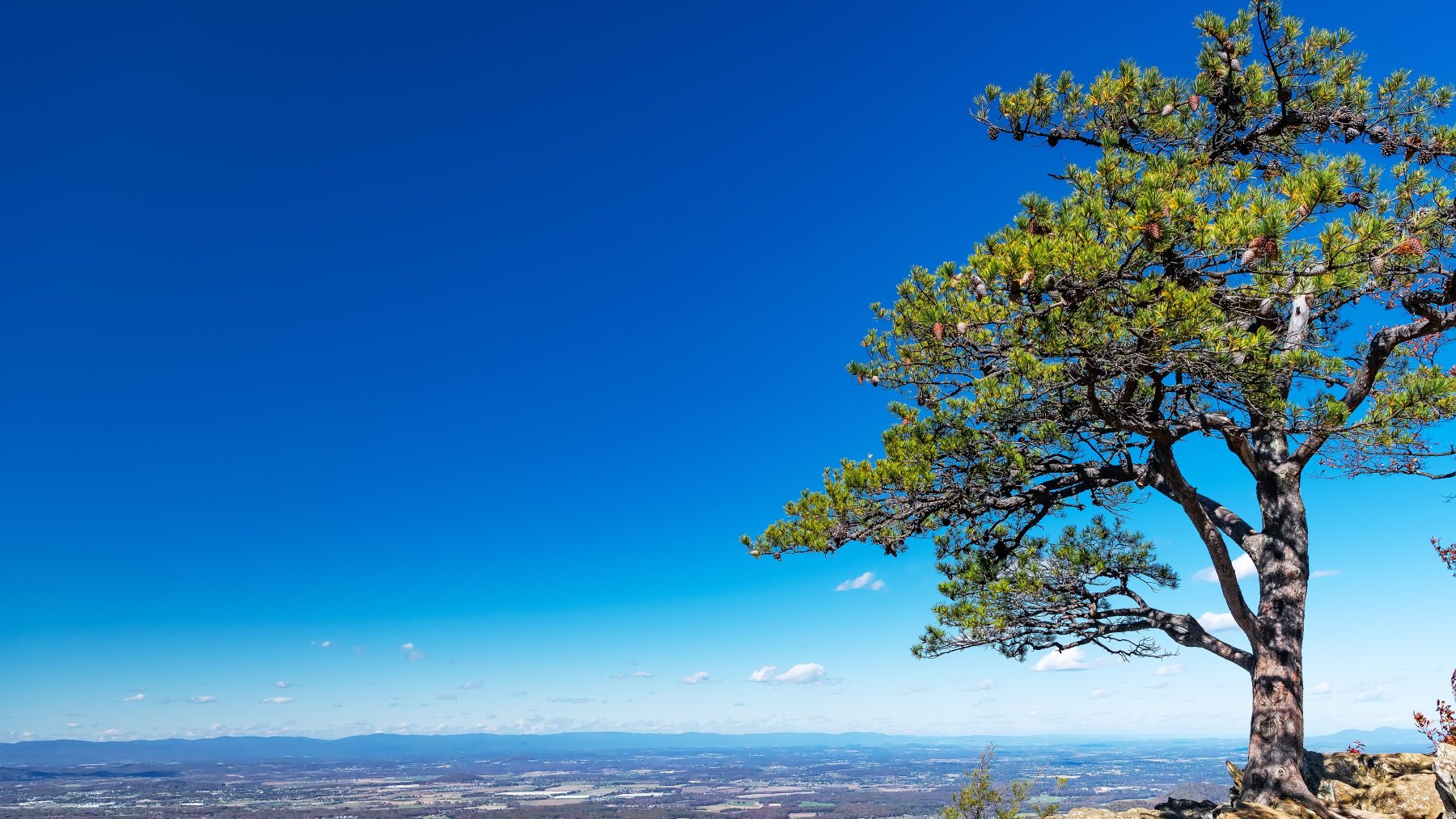 Baum steht stabil in weiter Landschaft – Symbol für innere Stabilität und Resilienz