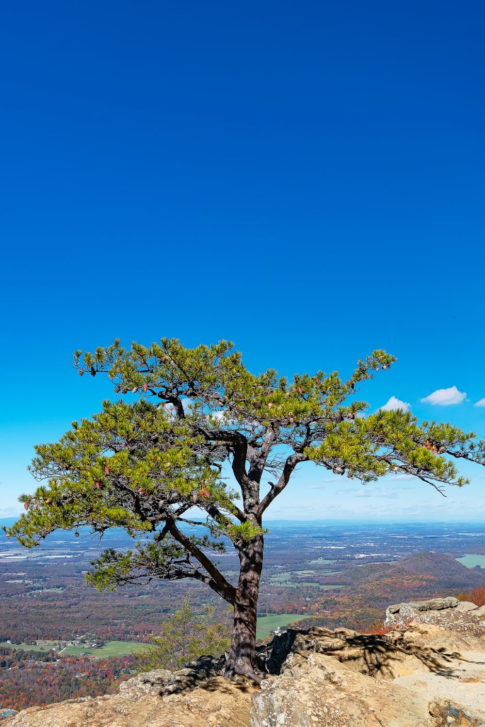 Baum steht stabil in weiter Landschaft – Symbol für innere Stabilität und Resilienz